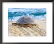 Loggerhead Turtle, Nagata, Kagoshima, Yakushima, Japan by Rob Tilley Limited Edition Print