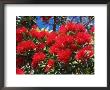 Pohutukawa Flowers, New Zealand by David Wall Limited Edition Print