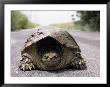 Alligator Snapping Turtle In The Road, Oklahoma by Allen Russell Limited Edition Print