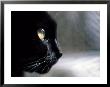 Black Cat Looking Out A Window by Robert Ginn Limited Edition Print
