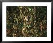 A White-Tailed Deer Doe Peeking From A Briar Patch by Raymond Gehman Limited Edition Print