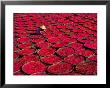 Candy Drying In Baskets, Vietnam by Keren Su Limited Edition Print