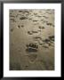 Grizzly Bear And Caribou Tracks, Firth River, Yukon Territory by Michael Melford Limited Edition Print