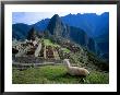 Llama Rests Overlooking Ruins Of Machu Picchu In The Andes Mountains, Peru by Jim Zuckerman Limited Edition Print