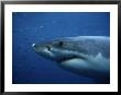 Great White Shark, Head, South Australia by Gerard Soury Limited Edition Print