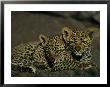 Two Sleepy Four-Month-Old Leopard Cubs Huddled Together by Kim Wolhuter Limited Edition Pricing Art Print