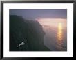 A Gull Soars Above Coastal Cliffs In Alaska by Joel Sartore Limited Edition Pricing Art Print