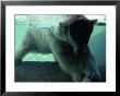 A Polar Bear Plays With A Ball Under The Water by Michael Nichols Limited Edition Print