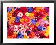 Dahlia, Oriental Lilies, Sunflower, Petunia, Zinnia, Hydrangea Bloom, Sammamish, Washington, Usa by Darrell Gulin Limited Edition Pricing Art Print