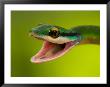 Satiny Parrot Snake (Leptophis Depressirostris) With Mouth Wide Open by Roy Toft Limited Edition Print
