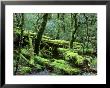 Cradle Mt. And Lake St. Clair National Park, Tasmania, Australia by Rob Tilley Limited Edition Print