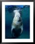 Manatee At Crystal Springs, Florida, Usa by Michael Aw Limited Edition Print