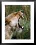 Lioness (Panthera Leo) Roaring In Ngorongoro Crater, Ngorongoro Conservation Area, Tanzania by David Wall Limited Edition Print