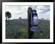 Blue Lantern, Oak Tree And Wildflowers, Llano, Texas, Usa by Darrell Gulin Limited Edition Print