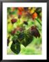 Cercis Canadensis (Eastern Redbush) Forest Pansy by Fiona Mcleod Limited Edition Print