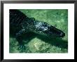 An American Alligator Smiling In The Water, Everglades National Park, Florida, Usa by Lawrence Worcester Limited Edition Print