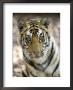 Bengal Tiger, Close-Up Portrait Of Female Tiger, Madhya Pradesh, India by Elliott Neep Limited Edition Print