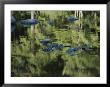 Stepping-Stones Reflected In The Mersey River by Michael S. Lewis Limited Edition Print