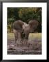 A Forest Elephant Runs Through Water by Michael Fay Limited Edition Print