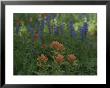 Indian Paintbrush And Purple Lupine Wildflowers, Wyoming by Raymond Gehman Limited Edition Print