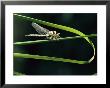 A Dragonfly Rests On A Blade Of Grass, Aeshna Species by Klaus Nigge Limited Edition Print