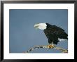A Bald Eagle Vocalizing From A Treetop Perch by Klaus Nigge Limited Edition Pricing Art Print
