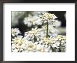 Iberis Gibraltarica (Candytuft), Close-Up Of White Flowers by Hemant Jariwala Limited Edition Print