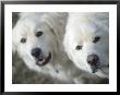 White Dogs by Fogstock Llc Limited Edition Print