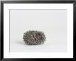 Hedgehog, Young by Les Stocker Limited Edition Pricing Art Print