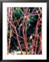 Japanese Maple by Mark Bolton Limited Edition Pricing Art Print