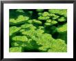 Green Algae In Freshwater Pond, Scotland by Iain Sarjeant Limited Edition Print