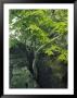 Tree Growing Out Of Sandstone Rock by Norbert Rosing Limited Edition Print