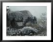 Shaggy With Rime, An American Bison Warms Himself At A Fumarole by Michael S. Quinton Limited Edition Print