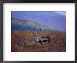A Portrait Of A Barren-Ground Caribou by Paul Nicklen Limited Edition Print