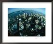 Auckland Skyline As Seen From Sky Tower by Todd Gipstein Limited Edition Print