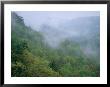 Fog Drifts Across A Cove In Tennessee by Stephen Alvarez Limited Edition Print