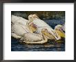 Eastern White Pelicans by Beverly Joubert Limited Edition Print