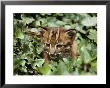 An Asiatic Golden Kitten Peeks Out From Ivy Leaves by Jason Edwards Limited Edition Pricing Art Print
