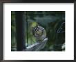 A Chipmunk Eats A Seed In Rock Creek Park by Taylor S. Kennedy Limited Edition Print