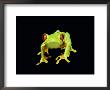 Red-Eyed Tree Frog by David M. Dennis Limited Edition Pricing Art Print