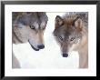 Gray Wolf In Foothills Of The Takshanuk Mountains, Alaska, Usa by Steve Kazlowski Limited Edition Pricing Art Print
