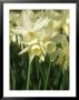 Narcissus (Thalia) Division 5 Triandrus Daffodil by Chris Burrows Limited Edition Pricing Art Print