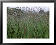 Panicum Virgatum (Switch Grass) Rehbraun by Fiona Mcleod Limited Edition Print