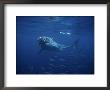 Great White Shark, Tagged, Pacific by Gerard Soury Limited Edition Print