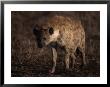 Spotted Hyena, Crocuta Crocuta by Robert Franz Limited Edition Print