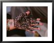 Hand Of Indian Woman Decorated With Henna, India by Dee Ann Pederson Limited Edition Print