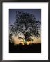 Tree At Sunset, South Africa by Ryan Ross Limited Edition Pricing Art Print