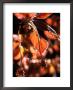 Fagus Sylvatica, Atropurpureus (Purple Beech) by Mark Bolton Limited Edition Pricing Art Print
