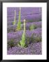 Mullein In Lavender Field, Norfolk by Deni Bown Limited Edition Print