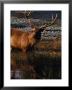 Sambar Deer (Cervus Unicolor), Sri Lanka by Lawrence Worcester Limited Edition Print